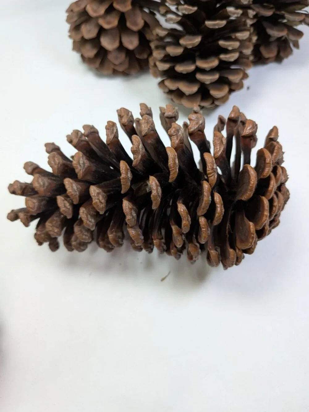 Natural Pine Cones Lot of 6 Vintage 7.5 to 5